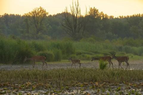 Red deer, calf (Cervus elaphus), walking, riparian forest, Lower Austria