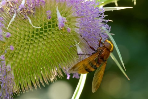 Hornet hoverfly (Volucella zonaria), Wild teasel, Lower Austria