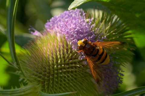 Hornet hoverfly (Volucella zonaria), Wild teasel, Lower Austria