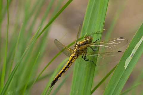 Blue Arrow (Orthetrum cancellatum), dragonfly, sitting, Lower Austria