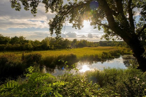 Alluvial forest, sun, backlight, Lower Austria