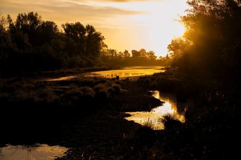 Morning atmosphere, riparian forest, sunrise, Lower Austria