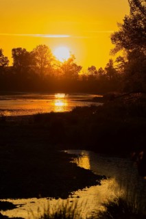 Morning atmosphere, riparian forest, sunrise, Lower Austria