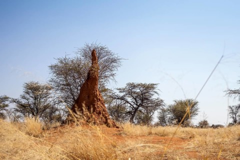 Outjo is a peaceful Namibian town surrounded by savannas, hills, and scattered termite mounds, with