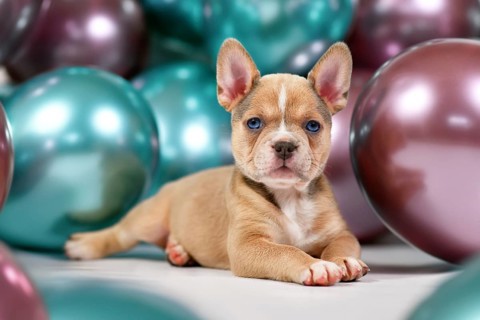 6 weeks old healthy French Bulldog dog puppy in fornt of colorful balloons