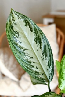 Leaf of tropical 'Aglaonema Silver Bay' houseplant with silver pattern