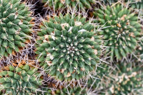 Close up of small Mammillaria cactus plant