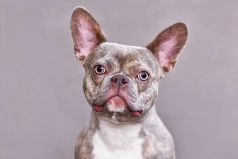 Portrait of lilac brindle French Bulldog dog in front of gray background