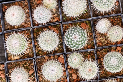 Top view of many small 'Mammillaria Parkinsonii' cactus plants