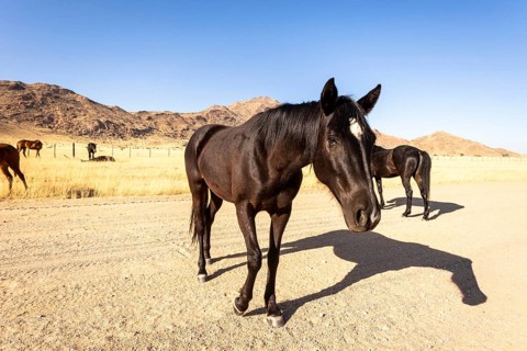 The remote desert around Solitaire, Namibia, is home to resilient wildlife, including wild horses