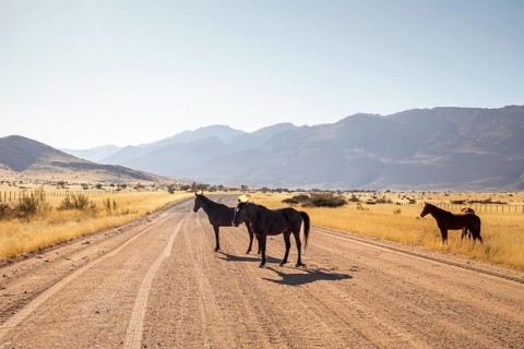 The remote desert around Solitaire, Namibia, is home to resilient wildlife, including wild horses