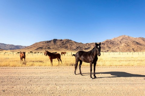 The remote desert around Solitaire, Namibia, is home to resilient wildlife, including wild horses