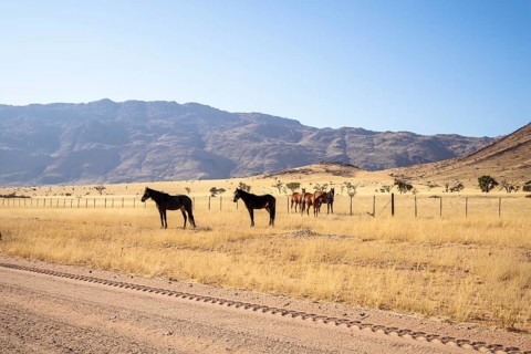 The remote desert around Solitaire, Namibia, is home to resilient wildlife, including wild horses