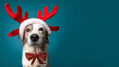 Adorable dog celebrating christmas with festive antlers and bow tie against a vibrant teal