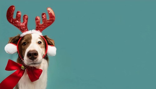 Border collie dog wearing reindeer antlers headband and red bow tie on teal background celebrating