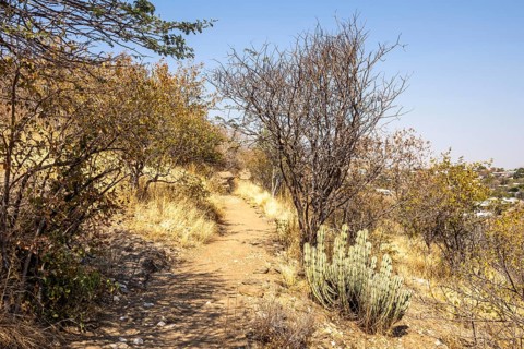 A stone pathway winds through dry woodland and bush at the National Botanic Garden, Windhoek,