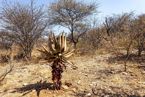 A stone pathway winds through dry woodland and bush at the National Botanic Garden, Windhoek,