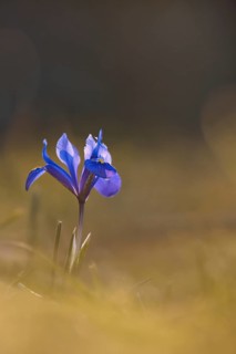 Reticulated iris (Iris reticulata), Rhineland-Palatinate, Germany