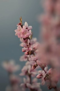 Almond blossom, Rhineland-Palatinate, Germany