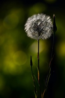 Dandelion (Taraxacum), dandelion, Rhineland-Palatinate, Germany