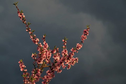 Almond blossom, Rhineland-Palatinate, Germany