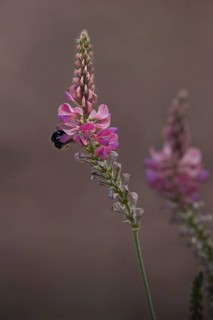 Seed asparagus (Onobrychis viciifolia) with bumblebee (Bombus), Rhineland-Palatinate, Germany