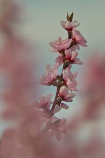 Almond blossom, Rhineland-Palatinate, Germany
