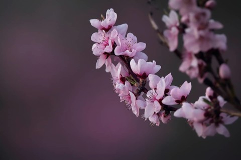Almond blossom, Rhineland-Palatinate, Germany
