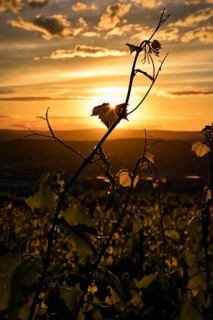 Vine in the sunset, backlight, vineyard, Rhineland-Palatinate, Germany