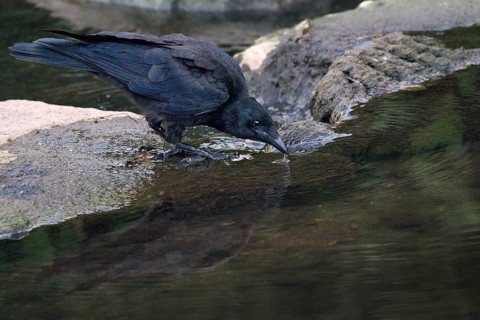 Raven crow (Corvus corone) drinking on a stone by the river, Rhineland-Palatinate, Germany