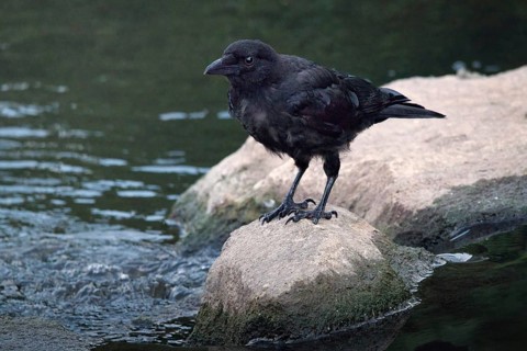 Raven crow (Corvus corone) on a stone by a river, Rhineland-Palatinate, Germany