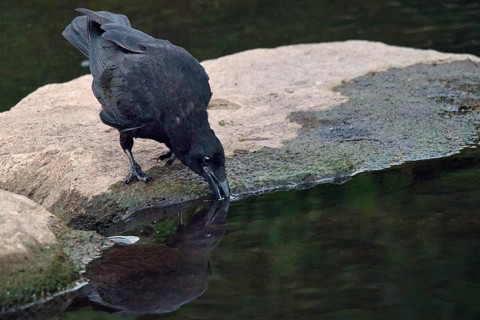 Raven crow (Corvus corone) drinking on a stone by the river, Rhineland-Palatinate, Germany