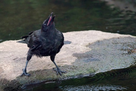 Raven crow (Corvus corone) drinking on a stone by the river, Rhineland-Palatinate, Germany