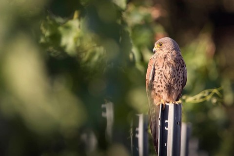 Kestrel (Falco tinnunculus) sitting on a pole in a vineyard, Rhine-Hesse region, Germany