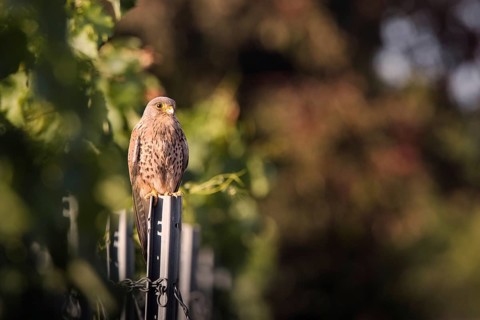 Kestrel (Falco tinnunculus) sitting on a pole in a vineyard, Rhine-Hesse region, Germany