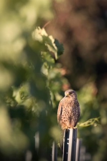 Kestrel (Falco tinnunculus) sitting on a pole in a vineyard, Rhine-Hesse region, Germany