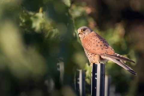 Kestrel (Falco tinnunculus) sitting on a pole in a vineyard, Rhine-Hesse region, Germany