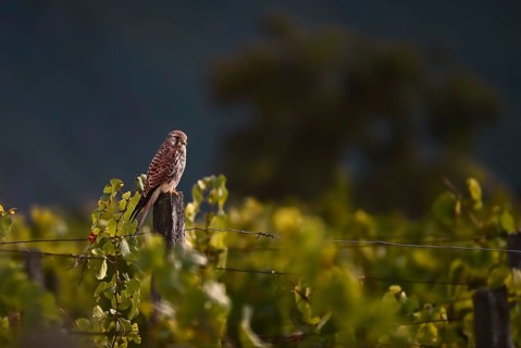 Kestrel (Falco tinnunculus) sitting on a pole in a vineyard, Rhine-Hesse region, Germany