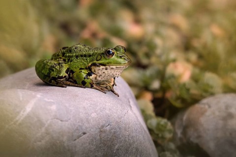 Edible Frog (Pelophylax cl. esculentus) on a stone in the countryside, Rhineland-Palatinate,