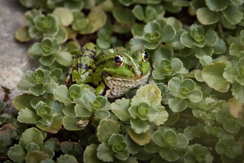 Edible Frog (Pelophylax cl. esculentus) on a stone in the countryside, Rhineland-Palatinate,