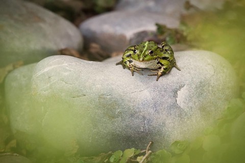 Edible Frog (Pelophylax cl. esculentus) on a stone in the countryside, Rhineland-Palatinate,