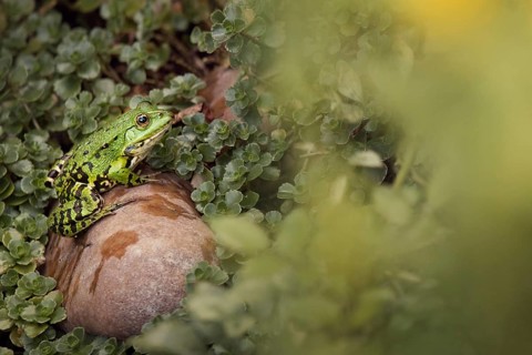 Edible Frog (Pelophylax cl. esculentus) on a stone in the countryside, Rhineland-Palatinate,