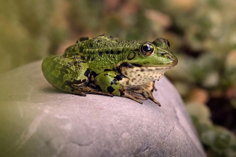 Edible Frog (Pelophylax cl. esculentus) on a stone in the countryside, Rhineland-Palatinate,