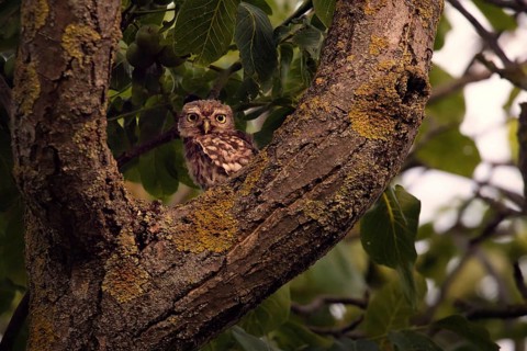 Little owl (Athene noctua) sitting in a branch fork, Rhineland-Palatinate, Germany