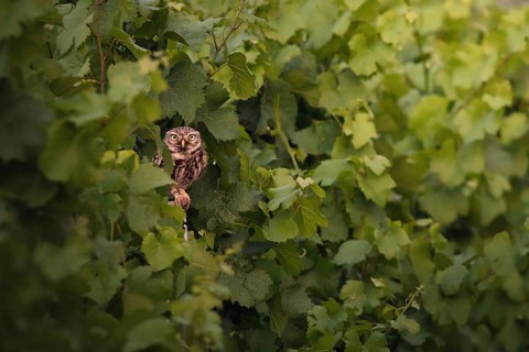 Little owl (Athene noctua) sitting in a vineyard, Rhineland-Palatinate, Germany