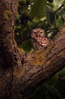 Little owl (Athene noctua) sitting in a branch fork, Rhineland-Palatinate, Germany