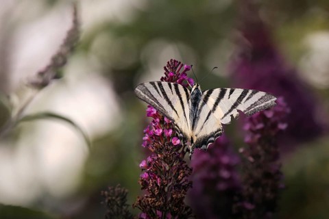 Sail butterfly (Iphiclides podalirius) sitting on a lilac blossom, Rhineland-Palatinate, Germany