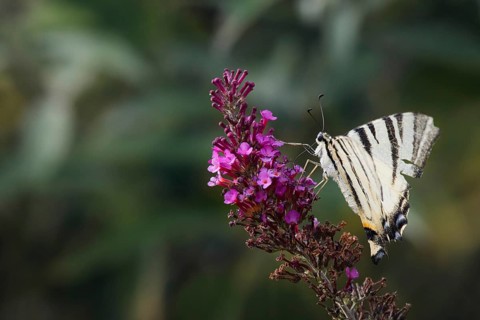 Sail butterfly (Iphiclides podalirius) sitting on a lilac blossom, Rhineland-Palatinate, Germany