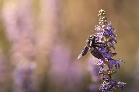 Violet carpenter bee (Xylocopa violacea) on a flower, Rhineland-Palatinate, Germany