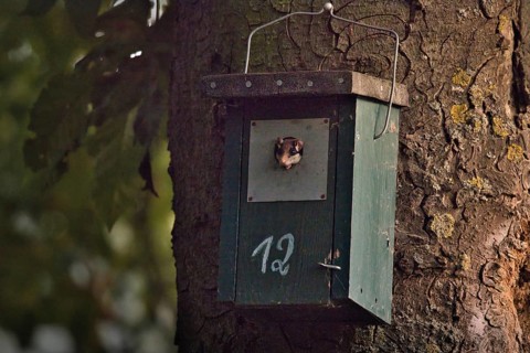 Garden dormouse (Eliomys quercinus) in bird house, looking out, Rhineland-Palatinate, Germany